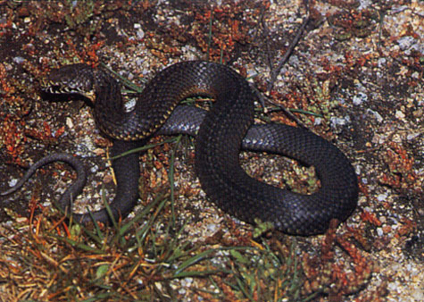 Copperhead Snake