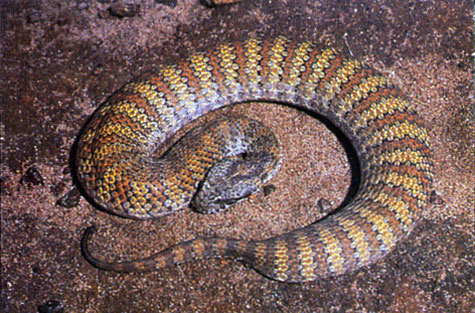 death adder acanthophis sp although a short snake rarel