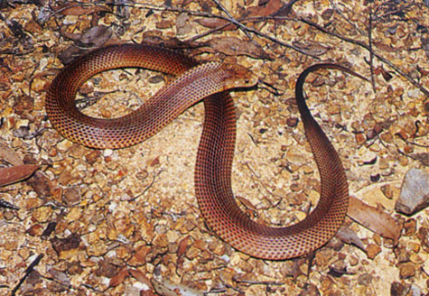 Mulga Snake or King Brown Snake