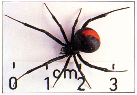 Image result for red back spider photos