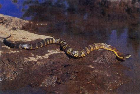 Tiger Snake