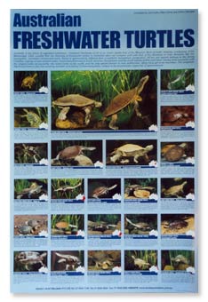 Megalopolis udsende kapacitet Index of Freshwater Turtles of Australia - available as a laminated,  full-colour poster